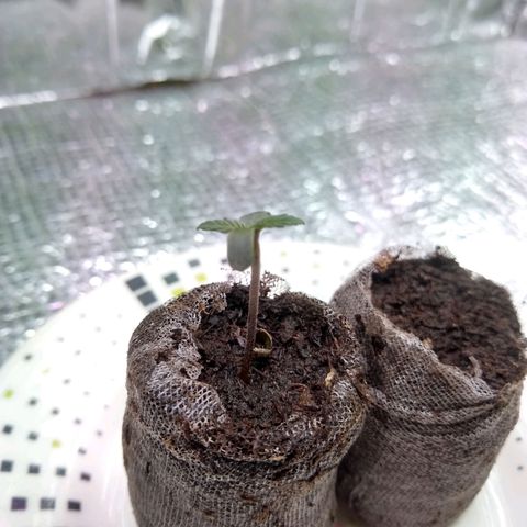 Amnesia growlog photo: 24mm