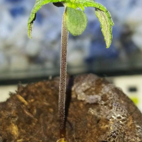 Amnesia growlog photo: Raíz a la vista 🌱❣️
Medición del día 30mm