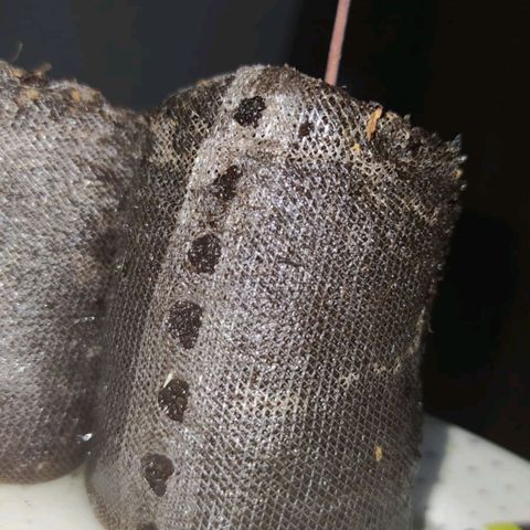 Amnesia growlog photo: Raíz a la vista 🌱❣️
Medición del día 30mm