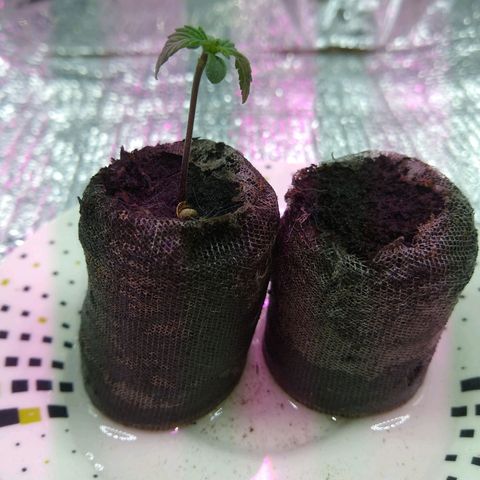 Amnesia growlog photo: Medición del día 32mm
Riego radicular 