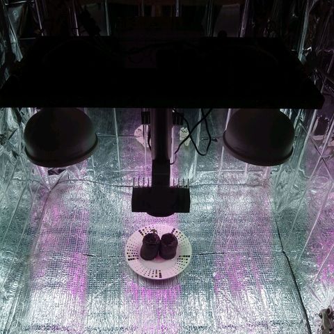 Amnesia growlog photo: Medición del día 32mm
Riego radicular 