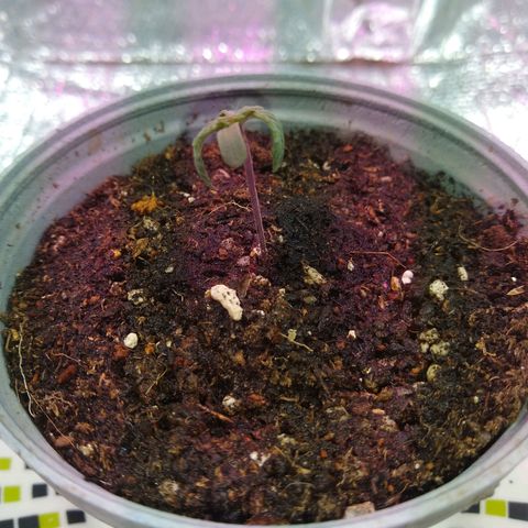 Amnesia growlog photo: Transplante a primera matera, ya se veían raíces bajo el jiffy.
Medición del día 33mm