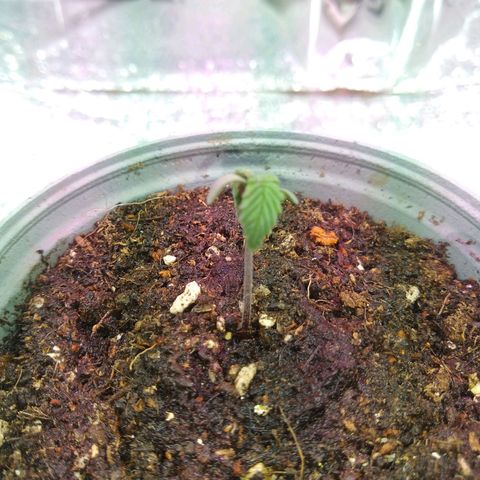 Amnesia growlog photo: Transplante a primera matera, ya se veían raíces bajo el jiffy.
Medición del día 33mm