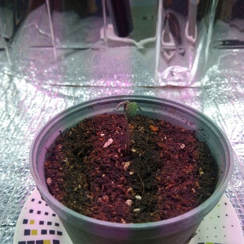 Amnesia growlog photo: Transplante a primera matera, ya se veían raíces bajo el jiffy.
Medición del día 33mm