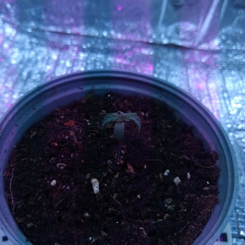 Amnesia growlog photo: Medición del día 32mm
