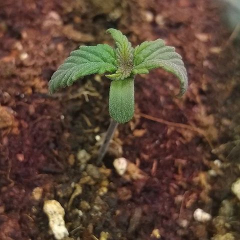 Amnesia growlog photo: 🌱❣️