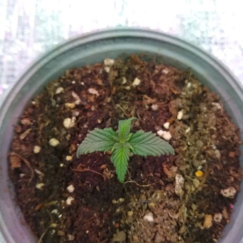 Amnesia growlog photo: Avanzan primeras hojas❣️🌱💕