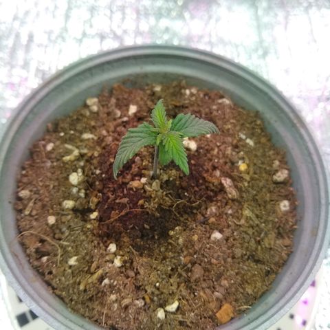 Amnesia growlog photo: Medición del día 35mm