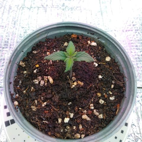 Amnesia growlog photo: 💕🌱