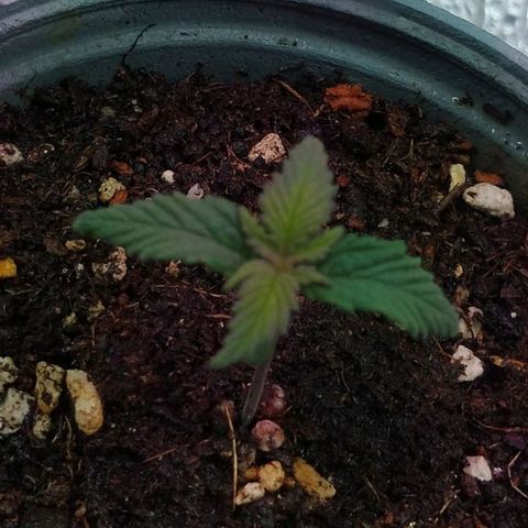 Amnesia growlog photo: 💕🌱