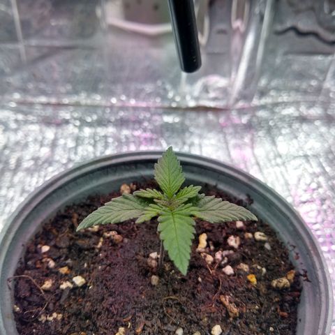 Amnesia growlog photo: Día de riego
Avanza crecimiento foliar
Desarrollo radicular se aprecia por debajo de la matera
