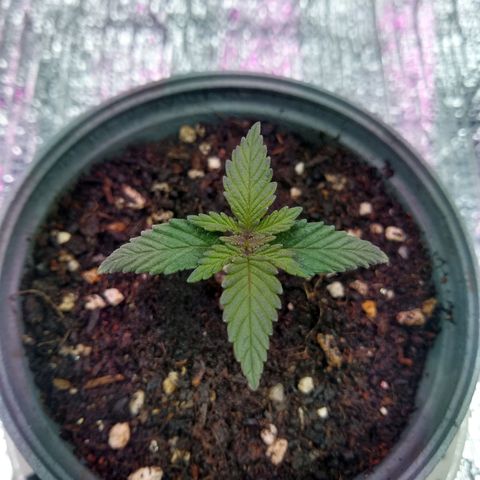 Amnesia growlog photo: Día de riego
Avanza crecimiento foliar
Desarrollo radicular se aprecia por debajo de la matera