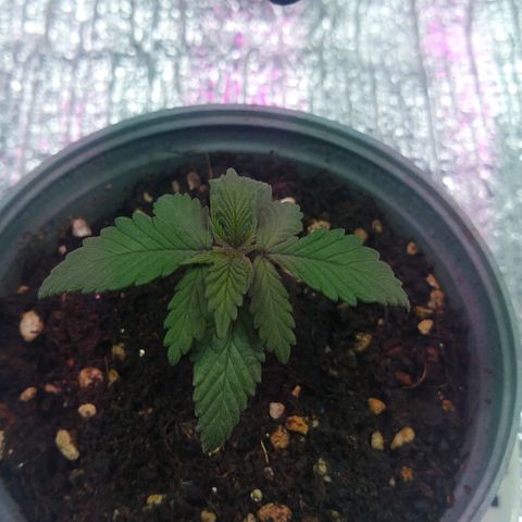 Amnesia growlog photo: 🔥❤️💕🌱🔥🌱💕❤️🔥