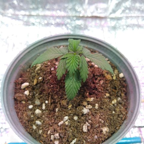 Amnesia growlog photo: Mediciones del día:
Envergadura: 57mm
Altura: 41mm
Hojas: 3er par en desarrollo y 4to par brotando
Altura de luz: 30cm
Hum&Temp: 56% / 23,6°C