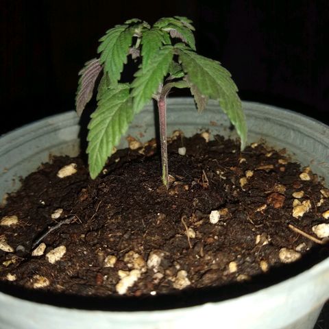 Amnesia growlog photo: Indicios de desarrollo de corteza
Día de riego, solución de 3 L de agua con 0,5 mL de humus liquido de cultivarColombia, administré la cantidad de agua que cabe en un salero..