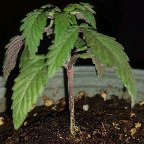 Amnesia growlog photo: Indicios de desarrollo de corteza
Día de riego, solución de 3 L de agua con 0,5 mL de humus liquido de cultivarColombia, administré la cantidad de agua que cabe en un salero..