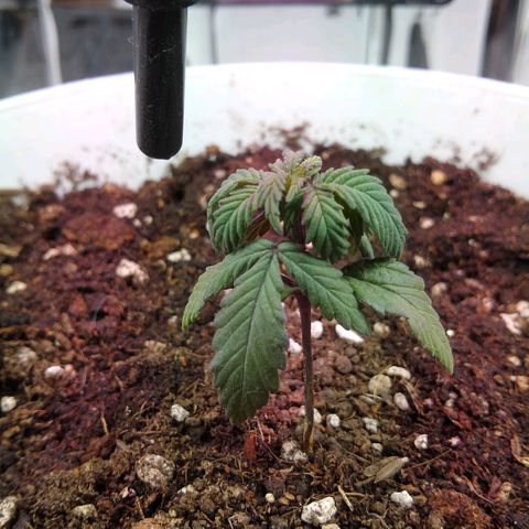 Amnesia growlog photo: Transplante a matera de 9 Lt
Riego con agua+humus para hidratar el sustrato luego de transplantar