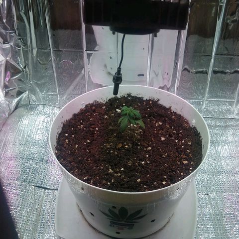 Amnesia growlog photo: Transplante a matera de 9 Lt
Riego con agua+humus para hidratar el sustrato luego de transplantar