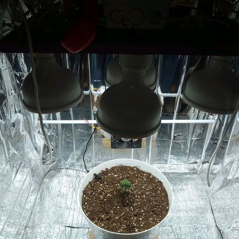 Amnesia growlog photo: Armario, consumo, bombillos nuevos