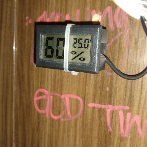 Amnesia growlog photo: Recuperándose del estrés en el que se vió sometida por falta de luz y mala ventilación, tiene el tamaño de su segunda semana de vida