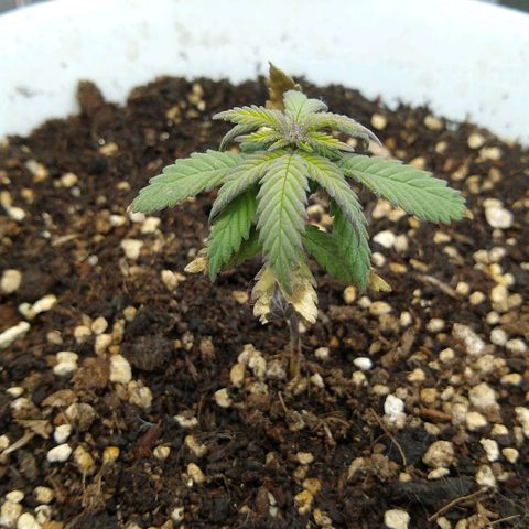 Amnesia growlog photo: Recuperándose del estrés en el que se vió sometida por falta de luz y mala ventilación, tiene el tamaño de su segunda semana de vida