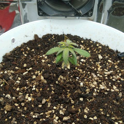 Amnesia growlog photo: Recuperándose del estrés en el que se vió sometida por falta de luz y mala ventilación, tiene el tamaño de su segunda semana de vida