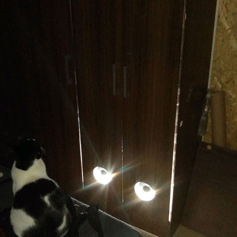 Amnesia growlog photo: Recuperándose del estrés en el que se vió sometida por falta de luz y mala ventilación, tiene el tamaño de su segunda semana de vida