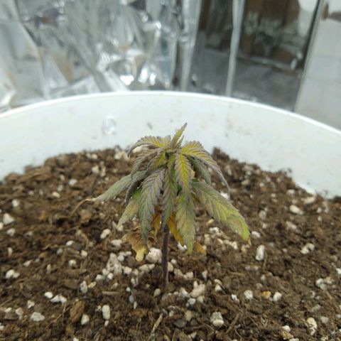Amnesia growlog photo: Estresada, estancada, tomando color amarillo y demasiado morada en la parte de abajo, perdió sus primeras hojas, cotiledones amarillos, segundo par de hojas quemado, tercer par de hojas comenzando a quemarse en las puntas y con manchas café, hojas superiores no siguieron creciendo, se aprecian con mucho tono morado en los bordes y verde amarillo hacia el centro 