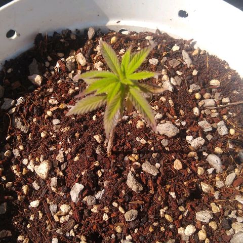 Amnesia growlog timeline photo