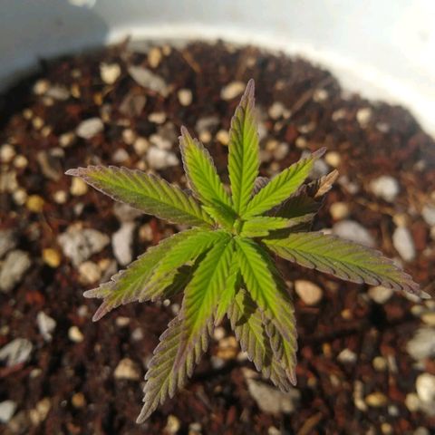 Amnesia growlog timeline photo