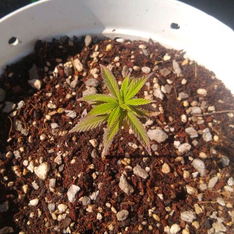 Amnesia growlog timeline photo