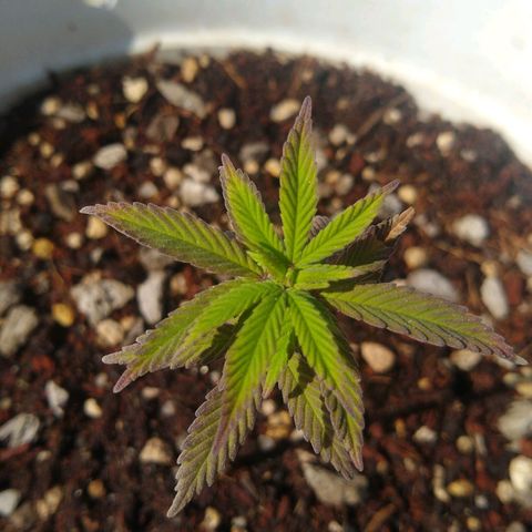 Amnesia growlog timeline photo
