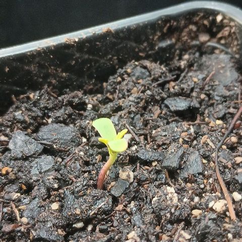 Eve growlog timeline photo