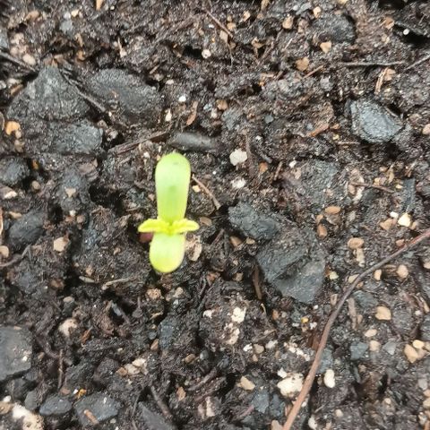 Eve growlog timeline photo