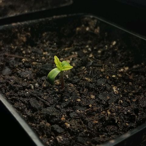 Eve growlog timeline photo