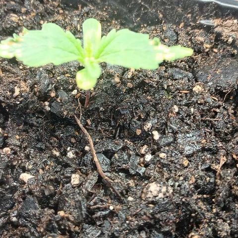 Eve growlog timeline photo