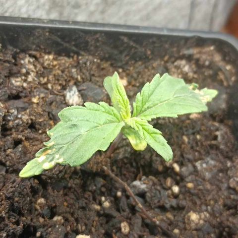 Eve growlog timeline photo