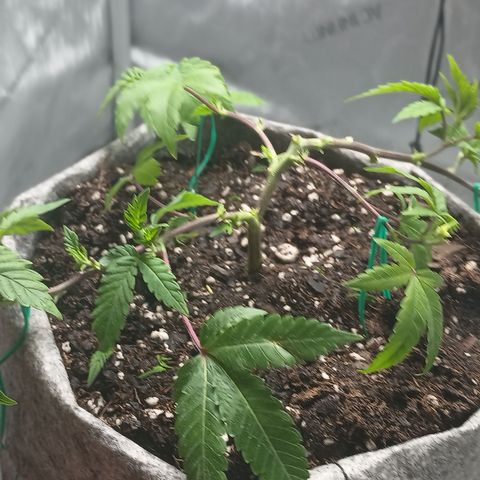 Jenni growlog timeline photo