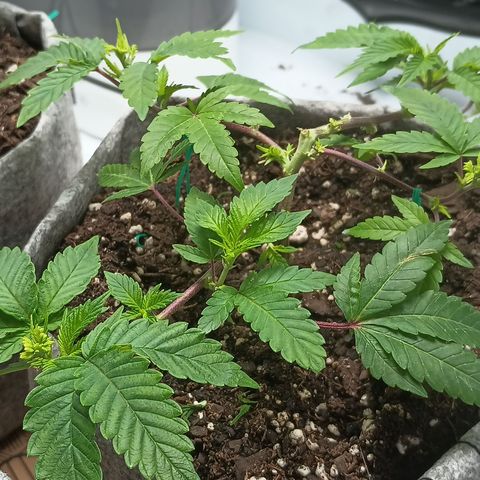 Jenni growlog timeline photo