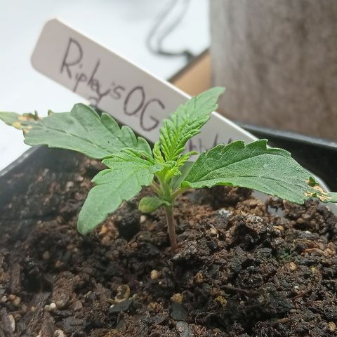 Eve growlog timeline photo