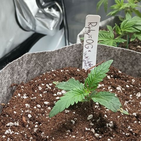 Eve growlog timeline photo