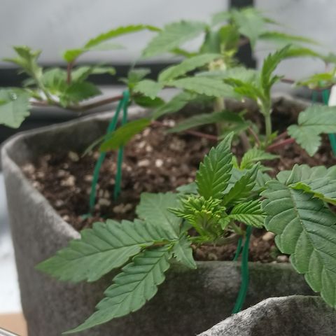 Jenni growlog timeline photo