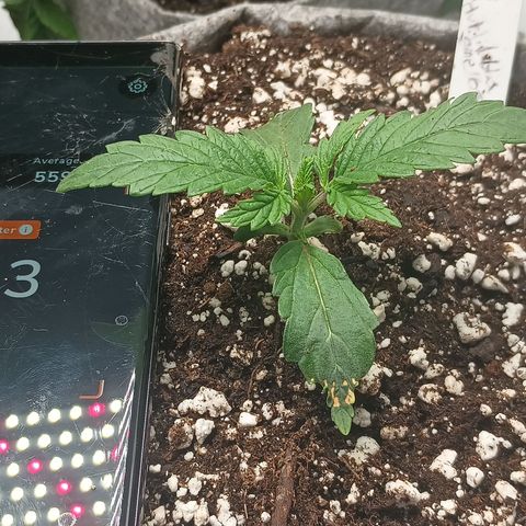 Eve growlog timeline photo