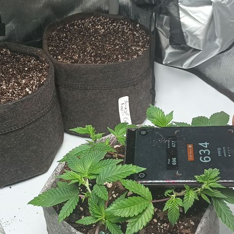 Jenni growlog timeline photo