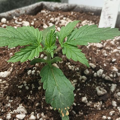Eve growlog timeline photo