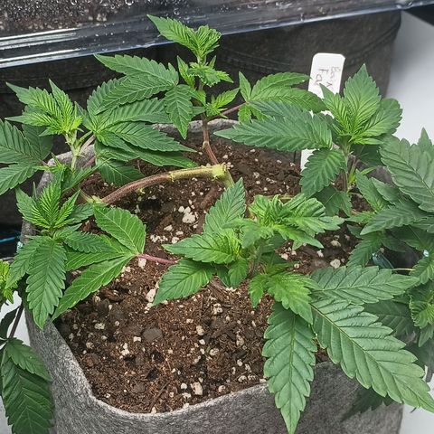 Jenni growlog timeline photo