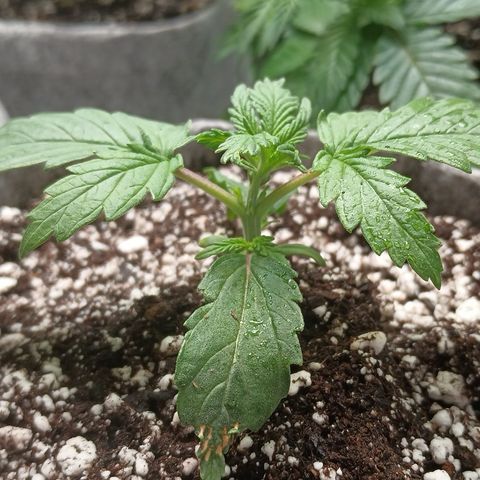 Eve growlog timeline photo