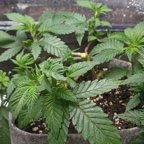 Jenni growlog timeline photo