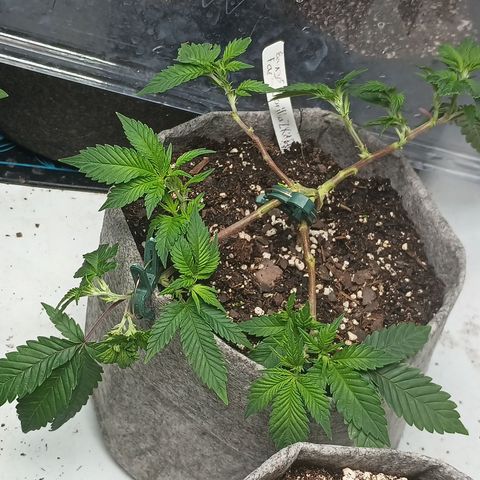 Jenni growlog timeline photo