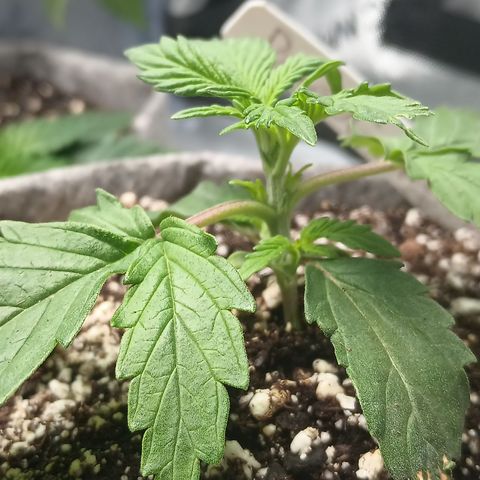 Eve growlog timeline photo